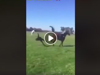 VIDEO: Sparket i hovedet af hest!